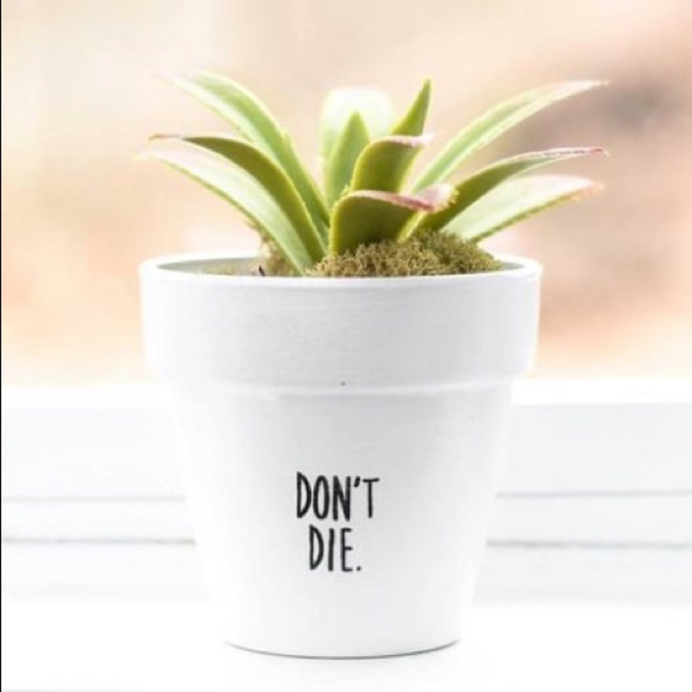“Don’t Die” 4in. Terracotta Plant Pot w/ Holder